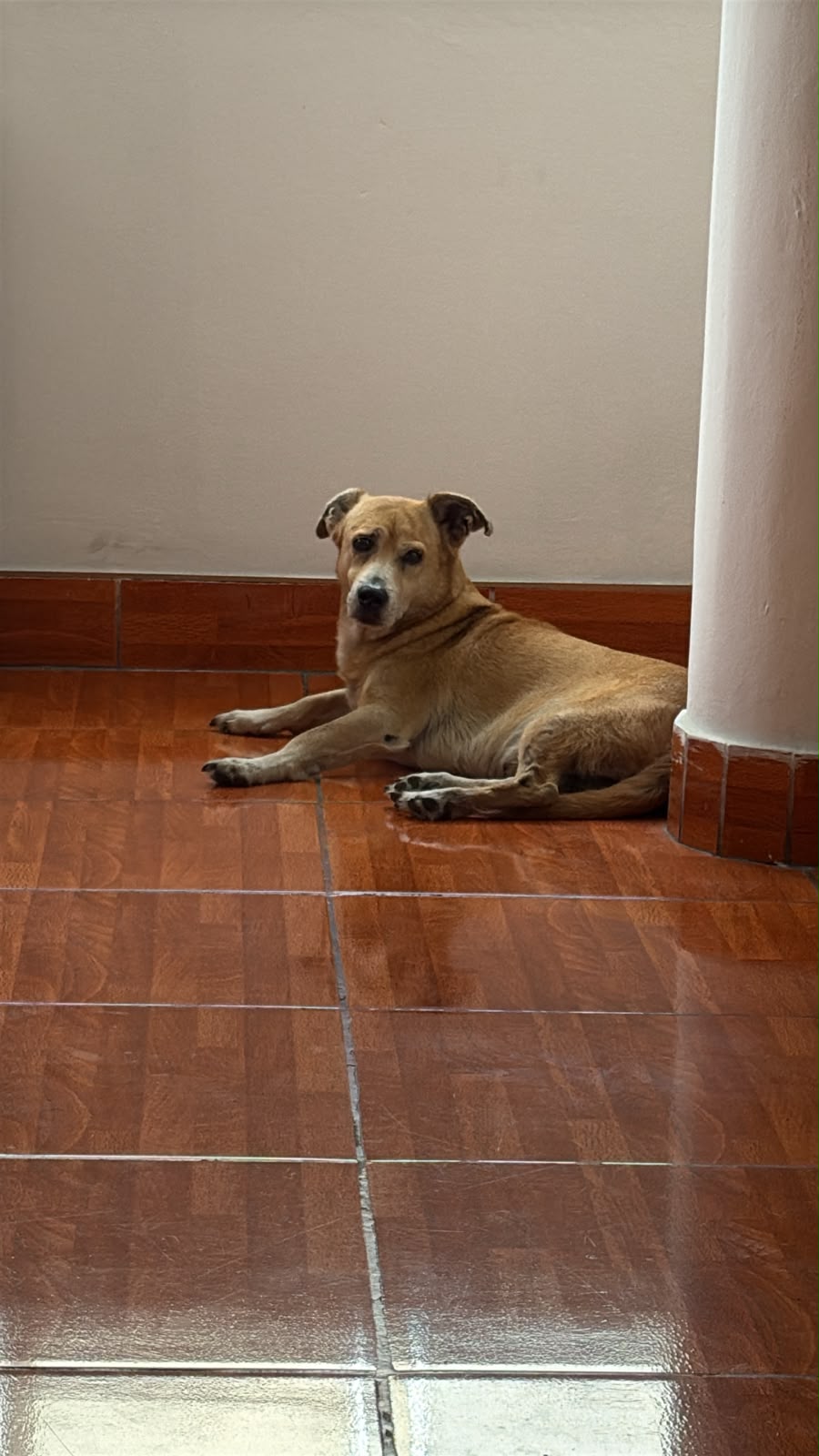 Hachi, mascota perdida
