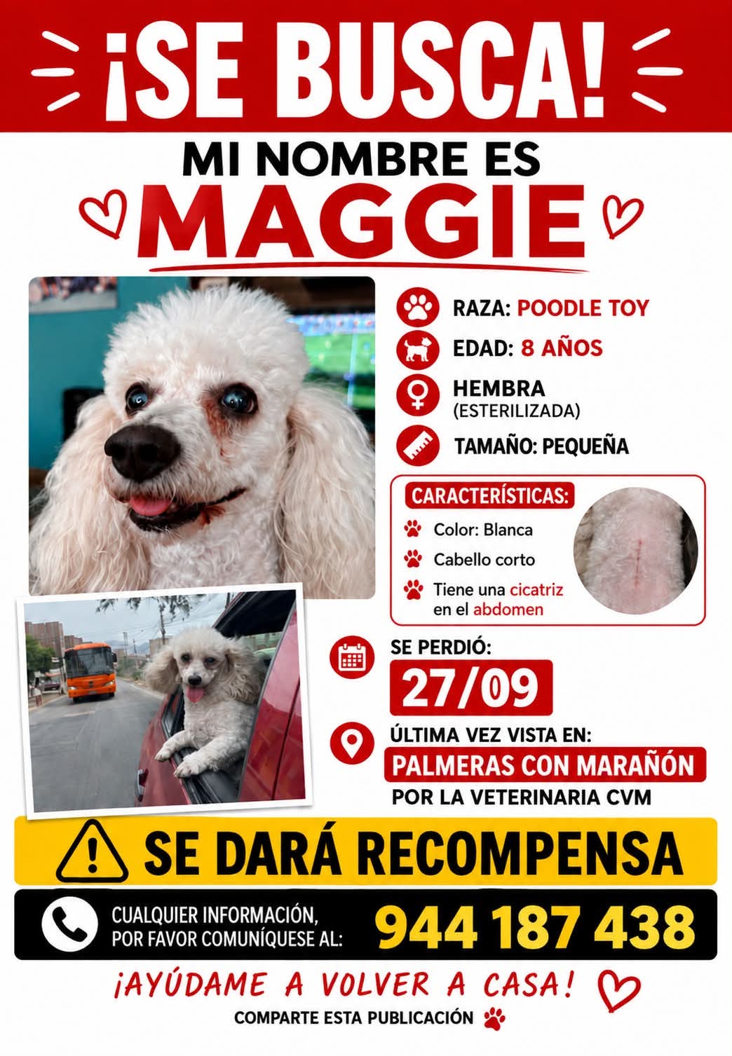 MAGGIE, mascota perdida