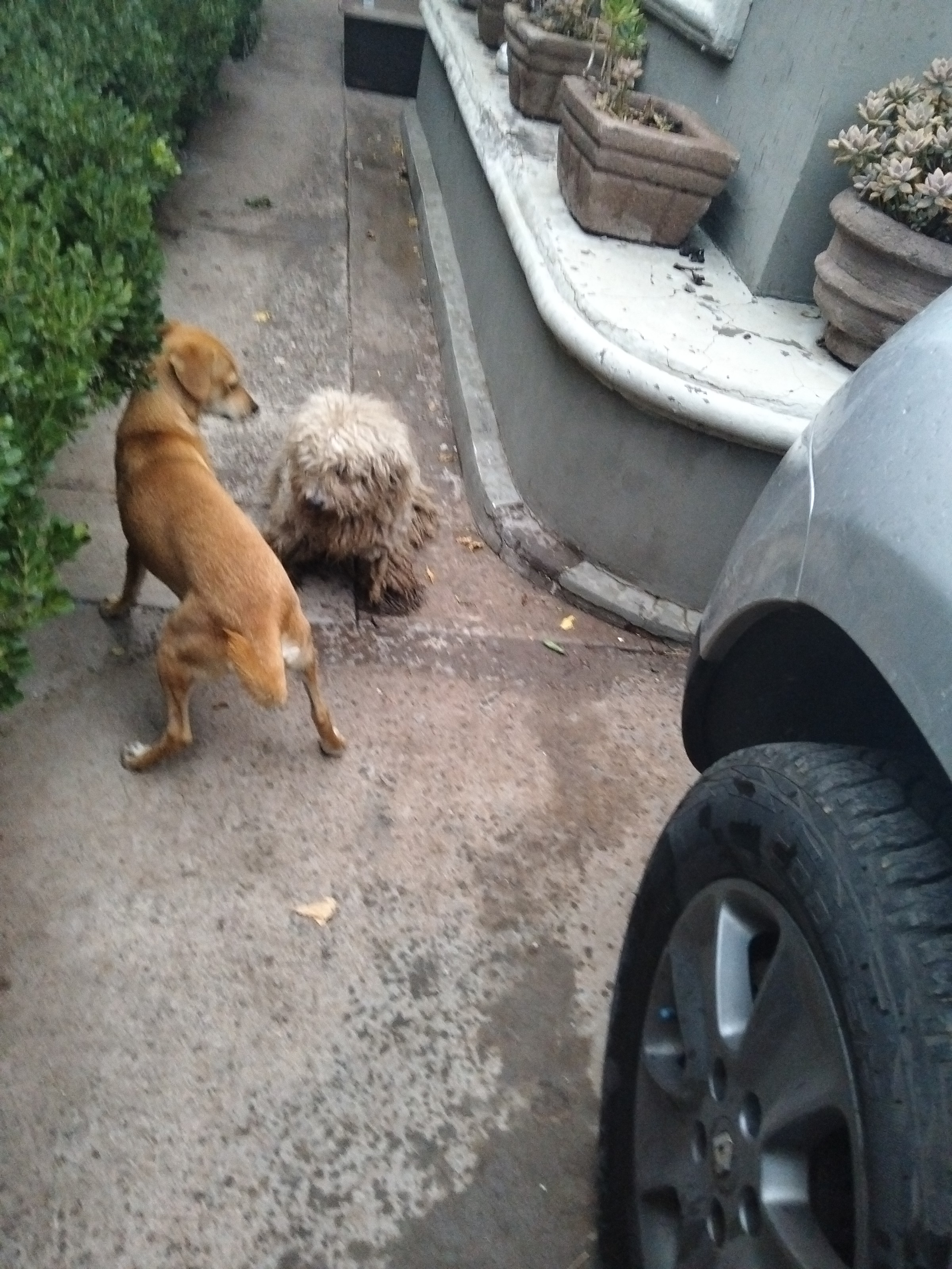Mascota vista sola